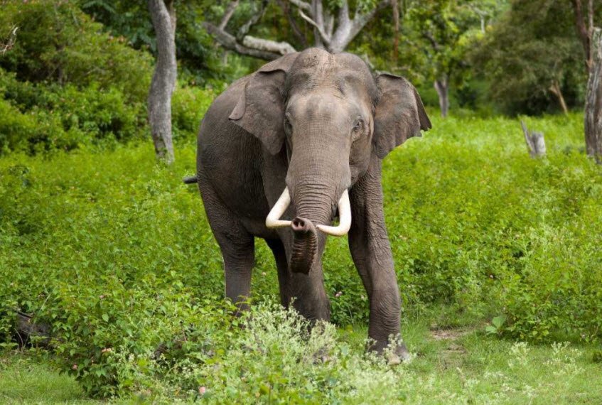 Kalesar Wildlife Sanctuary